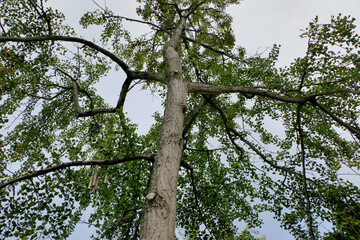 Fototapeta premium Ginko biloba also known as the Maidenhair Tree. The extract from the leaves have may beneficial alternative medicinal properties. 