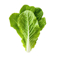 Fresh baby cos lettuce on a clean transparent background ready for culinary preparation and presentation, Baby cos lettuce on transparent background