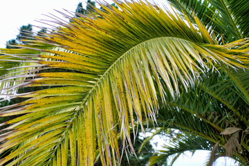 Close up of a leaf of a Canary Island Date Palm (Phoenix canariensis)
