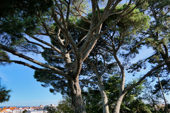 A magnificent specimen of Pinus pinaster in Parc Mauresque, Arcachon, France. Also known as Maritime Pine
