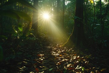 Obraz premium Sun rays illuminate a forest path, creating a magical, serene atmosphere in the lush green canopy.