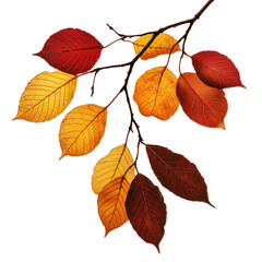 Fototapeta premium Vibrant autumn leaves in various shades on a branch isolated against a transparent background, Autumn fall leaves on a branch isolated on transparent background