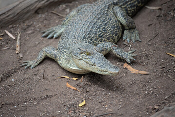 Obraz premium Crocodile Walking In The Australian Park