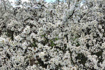 Brilliant white flowers of the Blackthorn Tree (Prunus spinosa) in springtime
