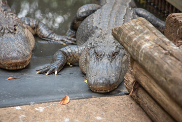 American Alligator - Alligator Mississippiensis - Crocodile Park In Darwin, Australia