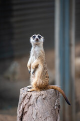 Fototapeta premium Meerkat - Suricata Suricatta - Crocodile Park In Darwin, Australia