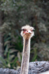 Ostrich Head In The Crocodile Park In Darwin, Australia