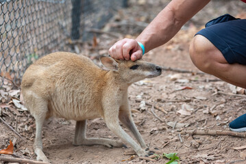 Man Caressing The Head Of A Wallabe In Australia © daniele russo