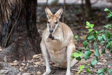 Close Up Of Wallabe In Australia © daniele russo