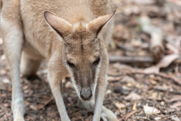 Close Up Of Wallabe In Australia © daniele russo
