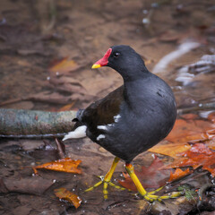 Obraz premium Common moorhen