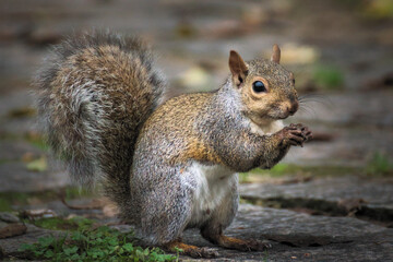 Obraz premium Eastern gray squirrel