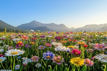 Obraz premium A dew-covered meadow filled with colorful spring flowers under a clear blue sky, framed by distant mountains in soft morning light.