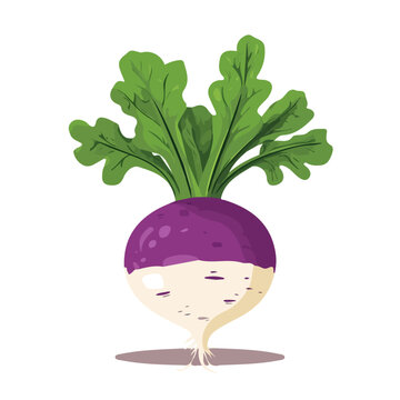 Naklejki Minimalist flat illustration of a turnip, featuring a clean design isolated on a white background.  