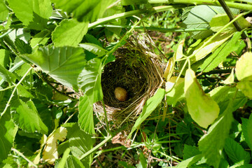 Close up of a deserted Blackcap (Sylvia atricapilla) nest containing a solitary egg built in the...