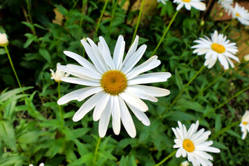 Fototapeta premium Close up of a vibrant Leucanthemum vulgare flower head 