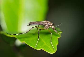 Mosquito Psorophora howardii insect nature West Nile virus Ross River fever Zika Malaria.	