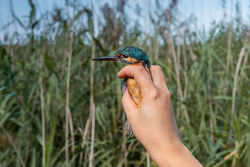 Kingfisher bird in a woman's hand. European Bird Ringing and Watching Station. Wildlife animals close up. Ornithology