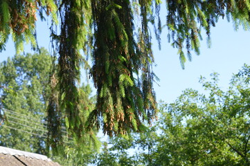 Fototapeta premium Evergreen branches gently sway under a clear blue sky in a serene outdoor setting