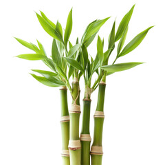 Fototapeta premium Fresh bamboo sprouts with vibrant green leaves set against a clean transparent background for culinary and decoration use, Bamboo Sprouts isolated on transparent background