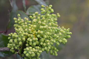 Vibrant green flower buds emerge in springtime garden setting
