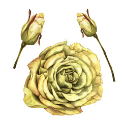 Obraz premium Beautiful yellow rose and buds isolated on white background. Watercolor illustration template for wedding, birthday, mother's day, gift, wallpaper, stickers, scrapbooking