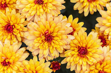 Obraz premium orange-red Korean chrysanthemum flowers