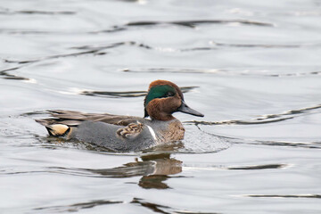 Eurasian teal (Anas crecca), common teal, or Eurasian green-winged teal on Vancouver Island, Canada