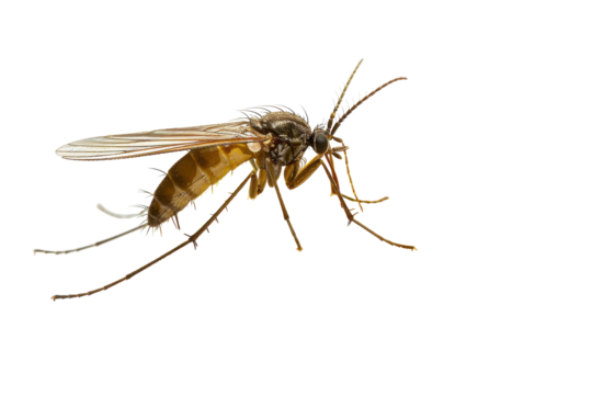 A Closer Look at Nose on Food with isolated on transparent background