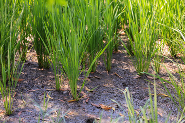 Obraz premium Rice Tree growth. Modern agriculture concept. a green rice tree