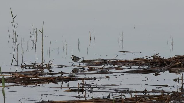 Ave aguzanieves Motacilla alba buscando alimento en el parque natural El Hondo en d&iacute;a nublado, Espa&ntilde;a