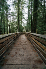 Obraz premium Cathedral Grove forest with trees and wooden trails on Vancouver Island, British Columbia, Canada