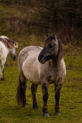 Portrait for konik polski in a farm and white horse at background  © aymankashef