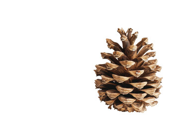 Detailed Pinecone with Isolated on Transparent Background