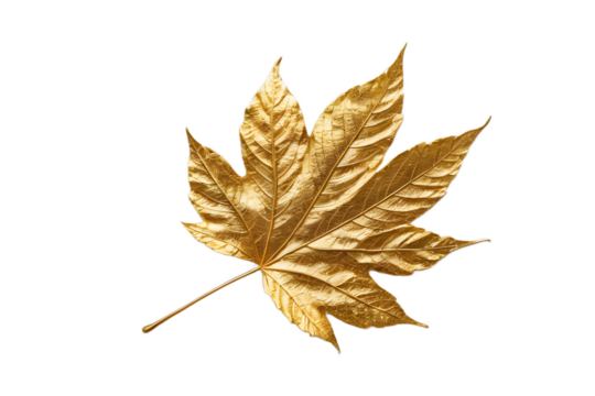 Golden Maple Leaf Isolated on Transparent Background