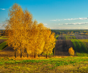 An autumn agricultural landscape.. Here is an image depicting an autumn agricultural landscape with picturesque fields, trees in fall colors, and a peaceful rural setting. Roztocze. Poland.