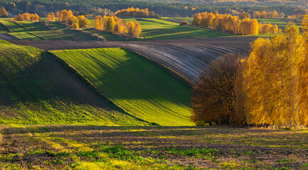 An autumn agricultural landscape.. Here is an image depicting an autumn agricultural landscape with picturesque fields, trees in fall colors, and a peaceful rural setting. Roztocze. Poland.
