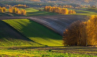 An autumn agricultural landscape.. Here is an image depicting an autumn agricultural landscape with picturesque fields, trees in fall colors, and a peaceful rural setting. Roztocze. Poland.