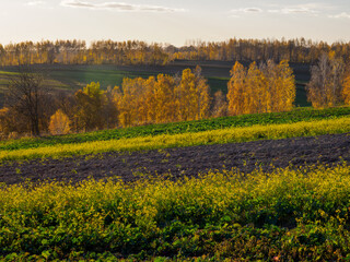 An autumn agricultural landscape.. Here is an image depicting an autumn agricultural landscape with picturesque fields, trees in fall colors, and a peaceful rural setting. Roztocze. Poland.