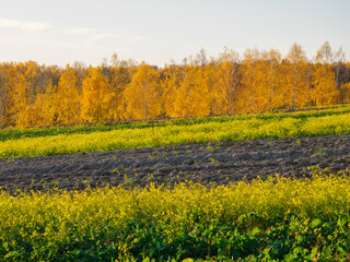 An autumn agricultural landscape.. Here is an image depicting an autumn agricultural landscape with picturesque fields, trees in fall colors, and a peaceful rural setting. Roztocze. Poland.