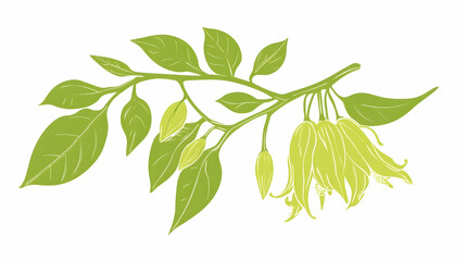Fototapeta premium Fresh Ylang-Ylang Flower Silhouette on Transparent Background - PNG Format for Floral Design, Aromatherapy, and Natural Beauty Projects.illustration