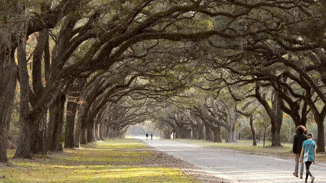 A family walks through the avenue of oaks in Wormsloe Plantation in Savannah, Georgia.