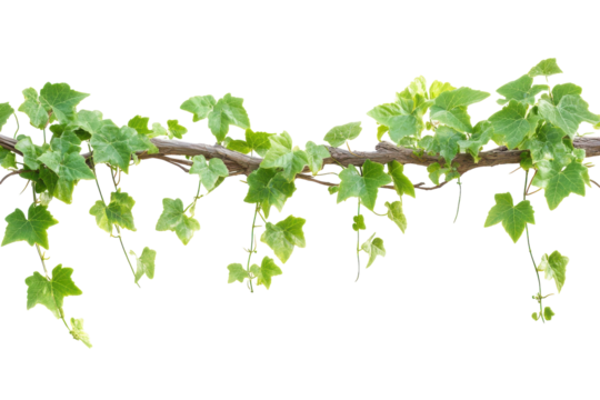 Elegant Vine Hanging Down for Natural with Isolated Background with isolated on transparent background