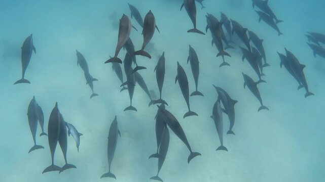 Group of spinner dolphins underwater in the tropical sea