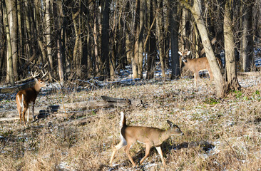 Friday 13th. Bucks. 5 bucks hanging out together. 2 with broken racks.