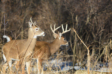 Friday 13th. Bucks. 5 bucks hanging out together. 2 with broken racks.