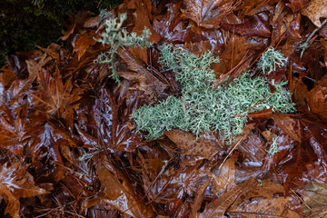 Rain-soaked brown oak leaves and lichen