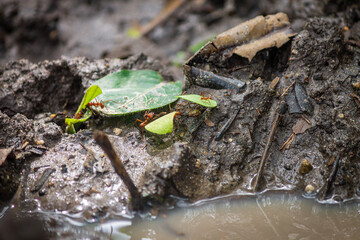 Tiny Little Red Fire Ants (Solenopsis invicta) working hard, nice close up shot, greyish rocks background