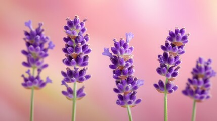 Obraz premium Close-up of Lavender flowers, pastel purple hues with green stems, gentle background blur, perfect for floral wallpaper and text overlay.