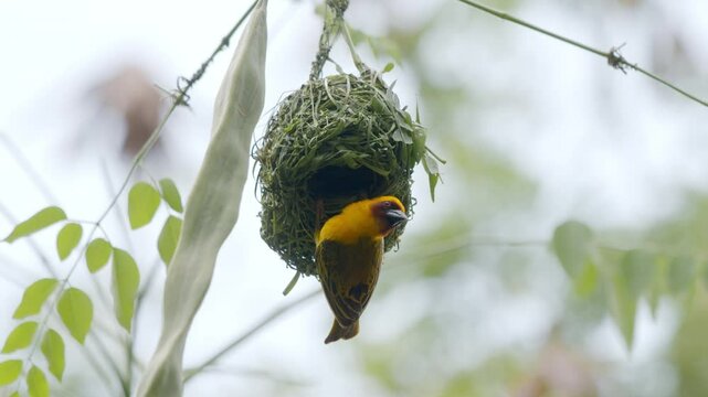 Vitelline Masked Weavers, Ploceus vitellinus building a nest on a branch in Southern Ethiopia.